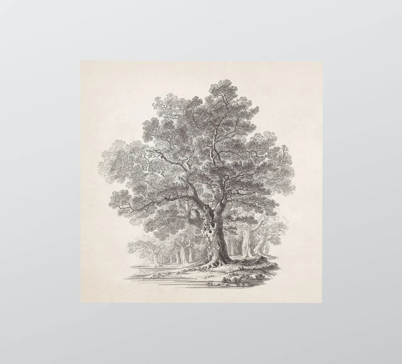 Tree Sketch - Oak Forest adesivo da apoloprints