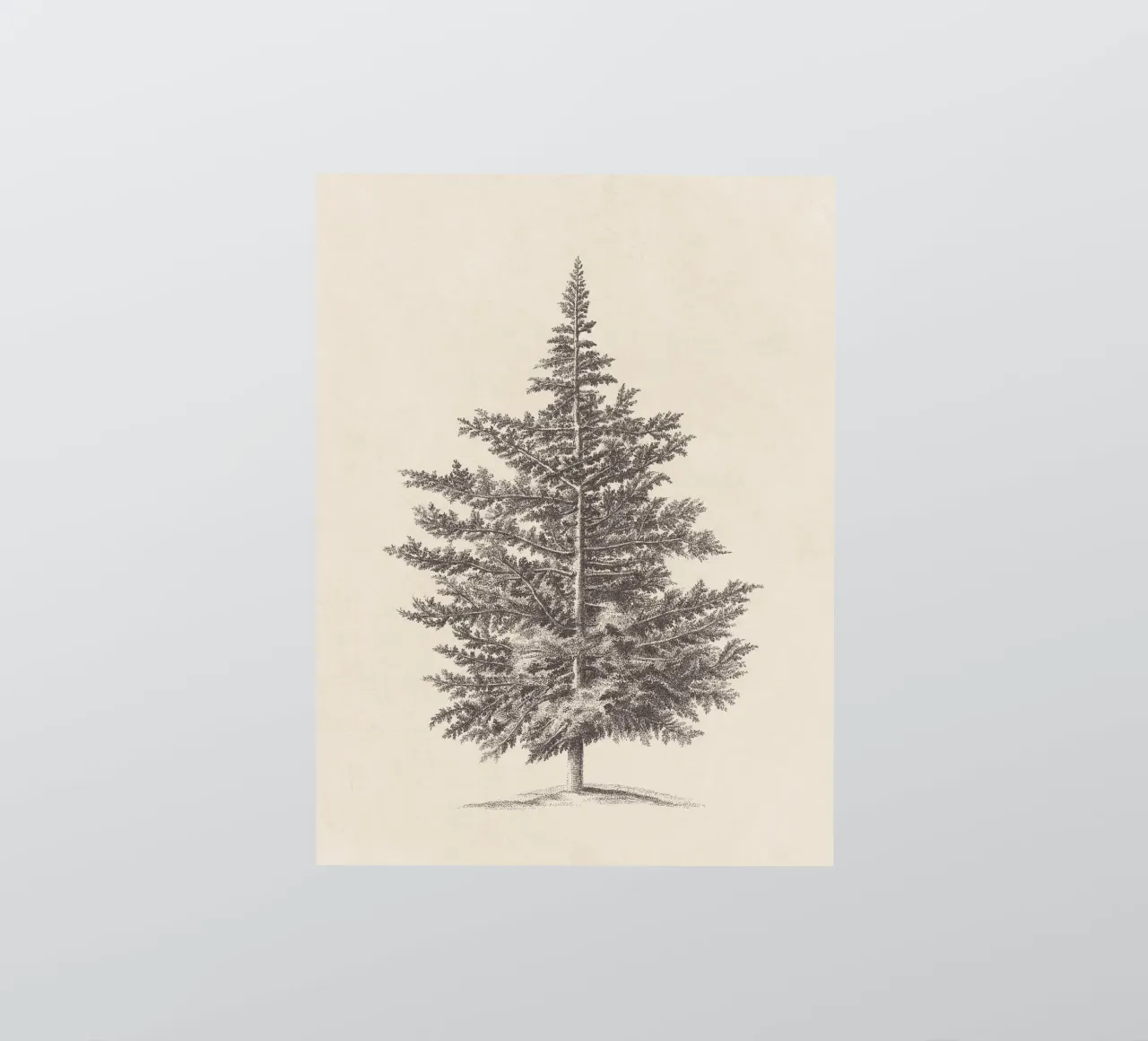 Tree Sketch - Conifer adesivo da apoloprints