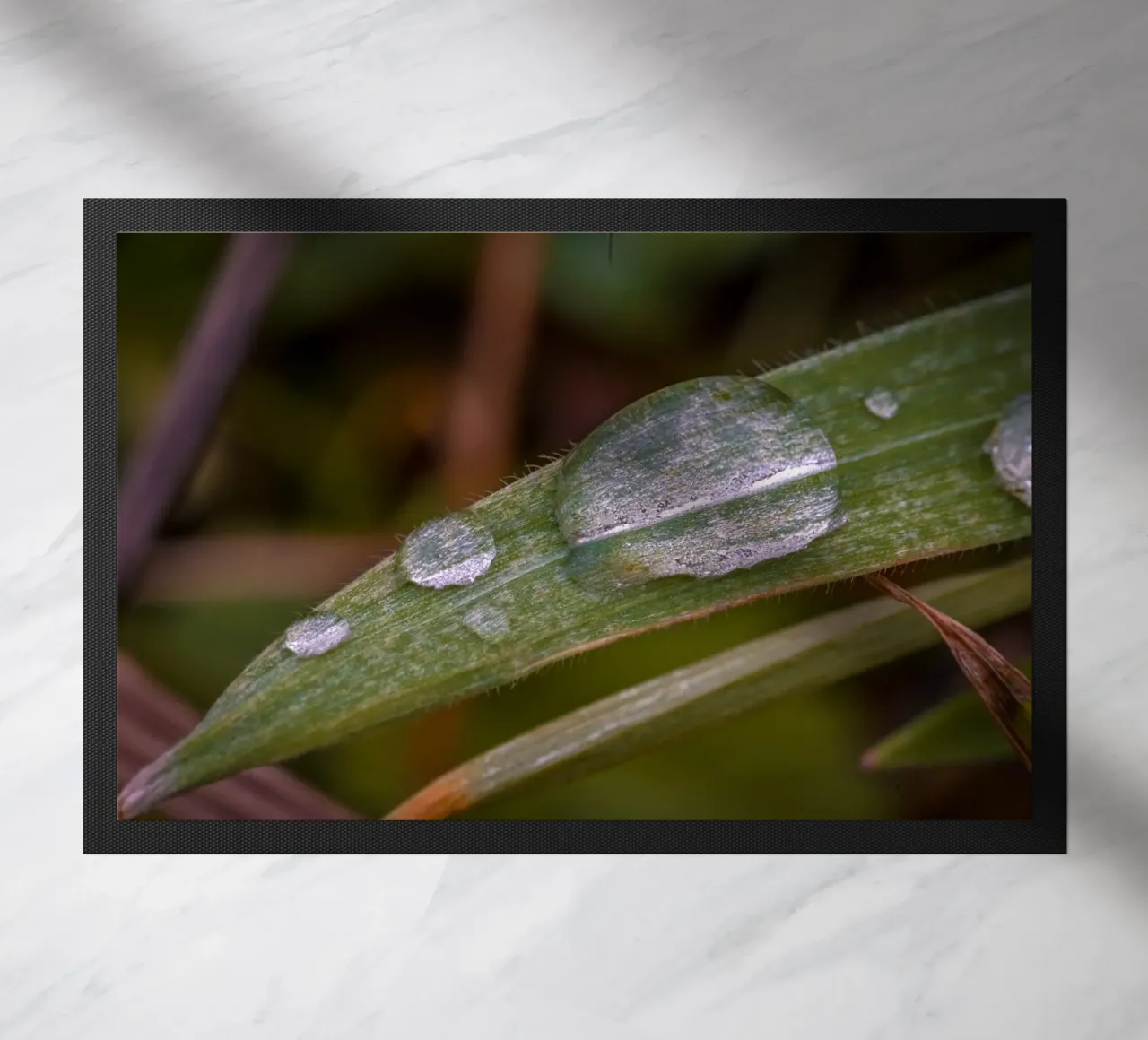 Gocce d'acqua su un filo d'erba zerbino da Marcus Beckert | Fotografie