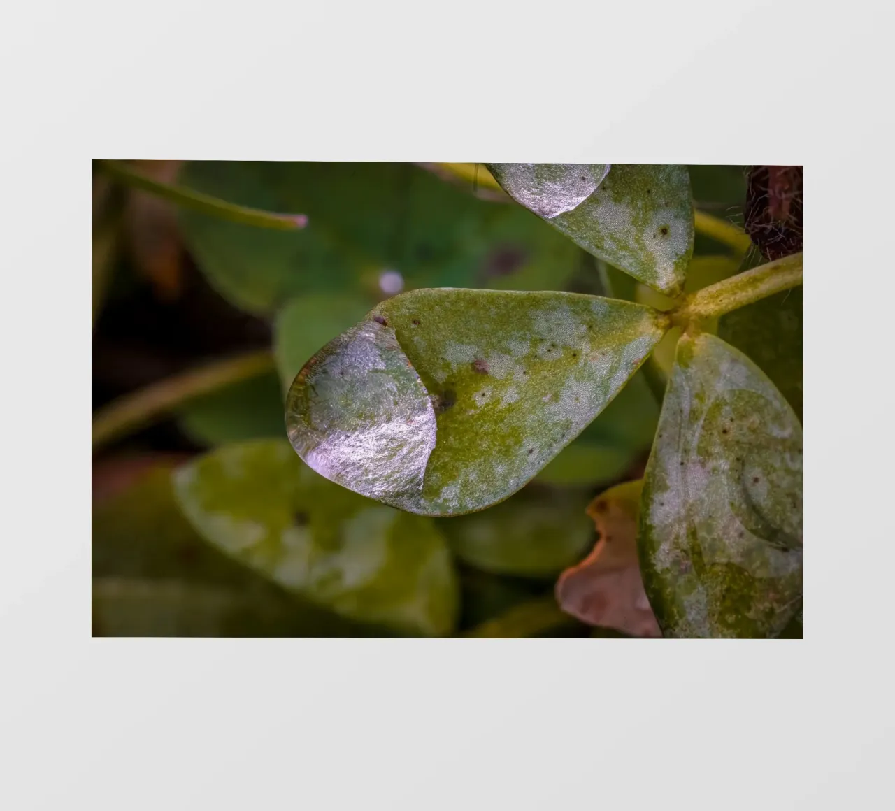 Gocce d'acqua su un trifoglio pellicola backlit da Marcus Beckert | Fotografie