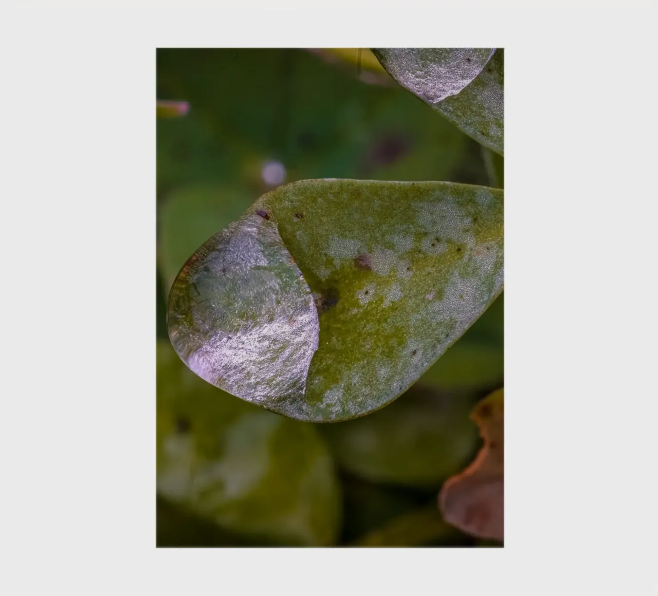 Wassertropfen auf einem dreiblättrigem Kleeblatt Notizbuch von Marcus Beckert | Fotografie