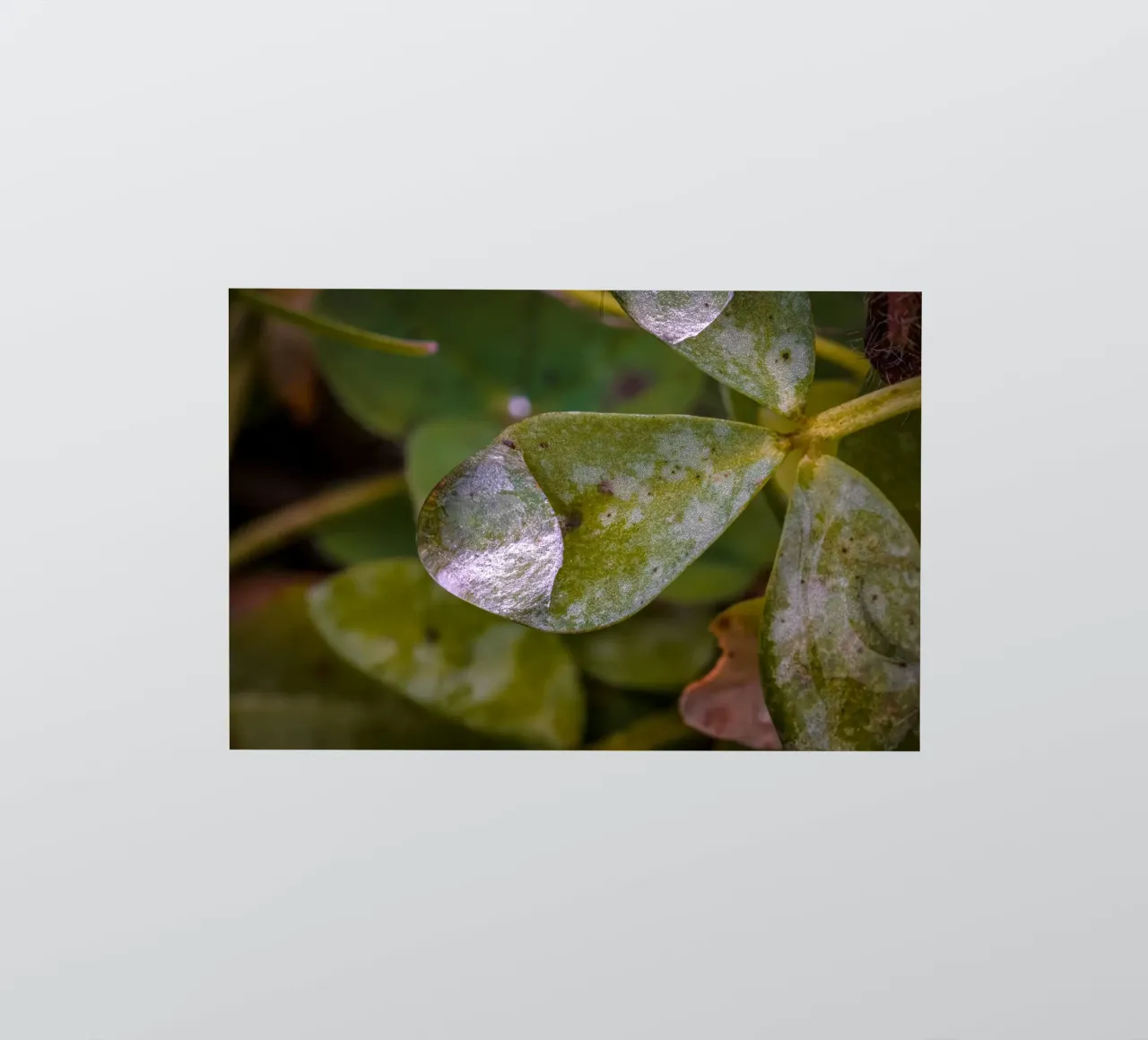 Wassertropfen auf einem dreiblättrigem Kleeblatt Sticker von Marcus Beckert | Fotografie