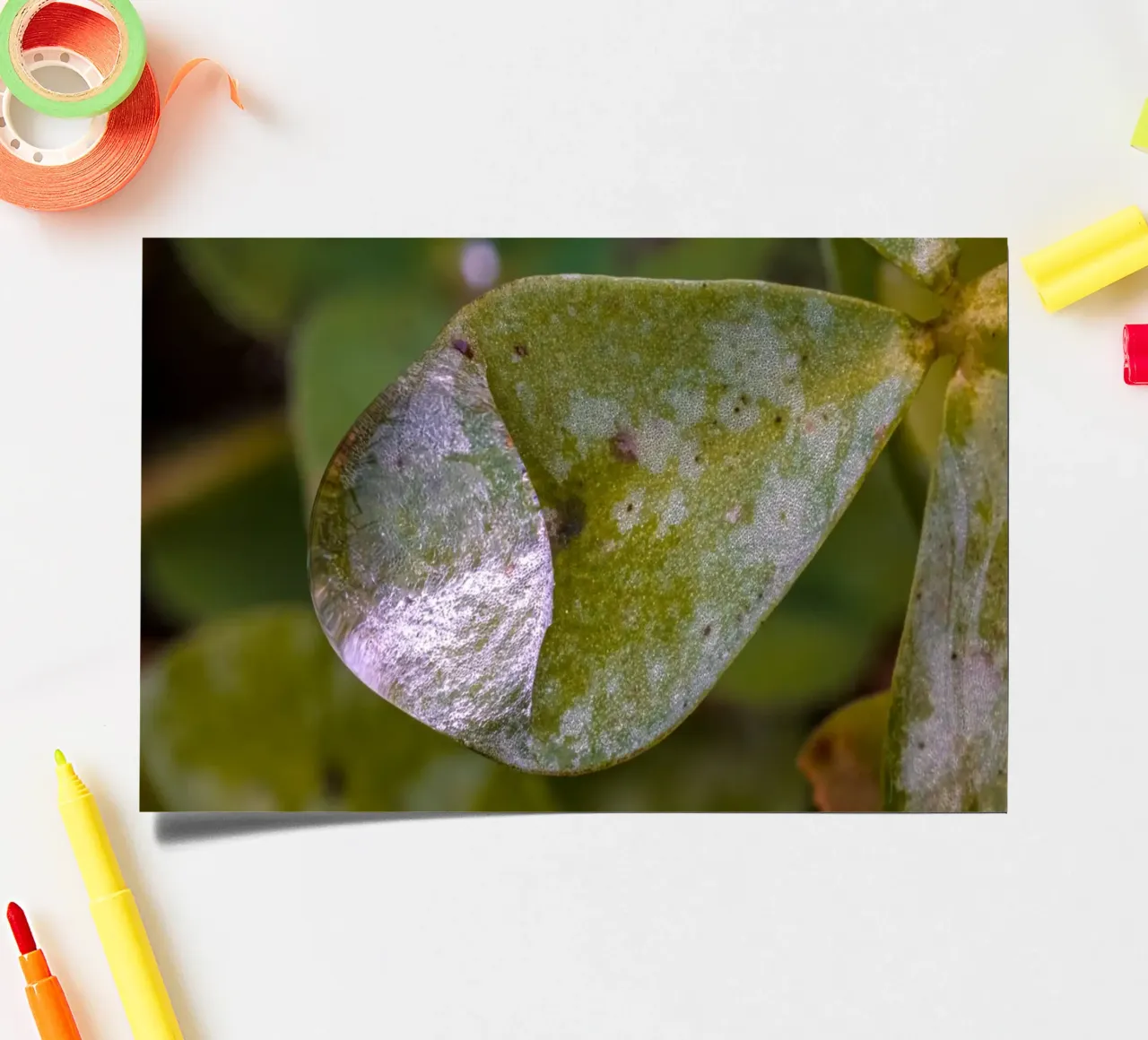 Wassertropfen auf einem dreiblättrigem Kleeblatt Stickerbogen von Marcus Beckert | Fotografie