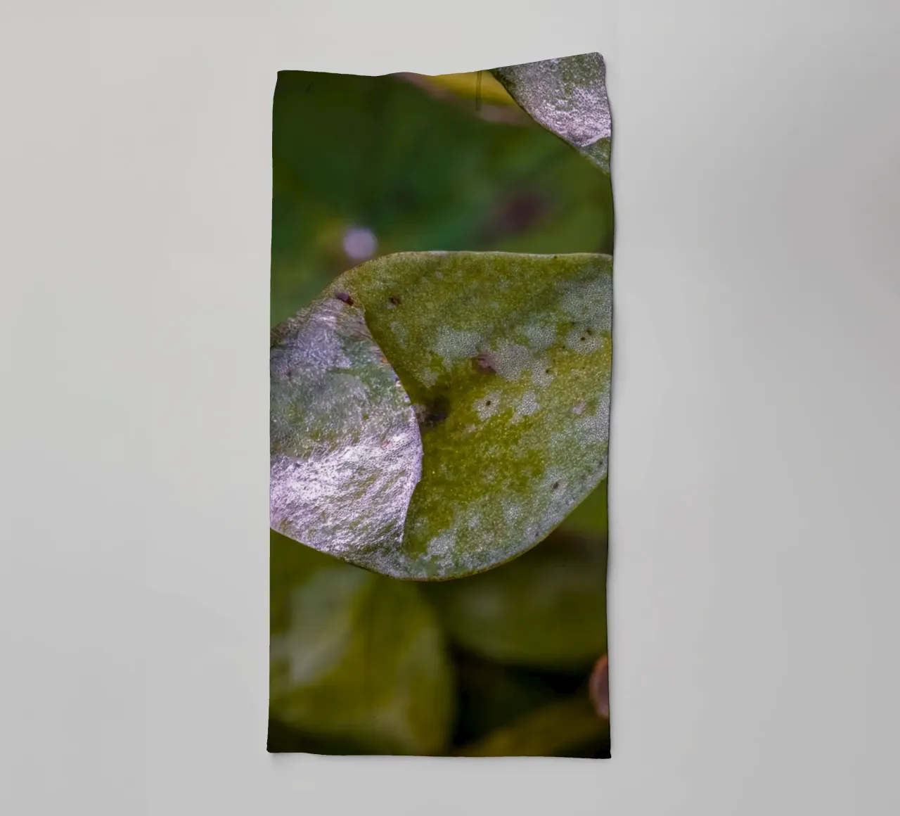 Wassertropfen auf einem dreiblättrigem Kleeblatt Handtuch von Marcus Beckert | Fotografie