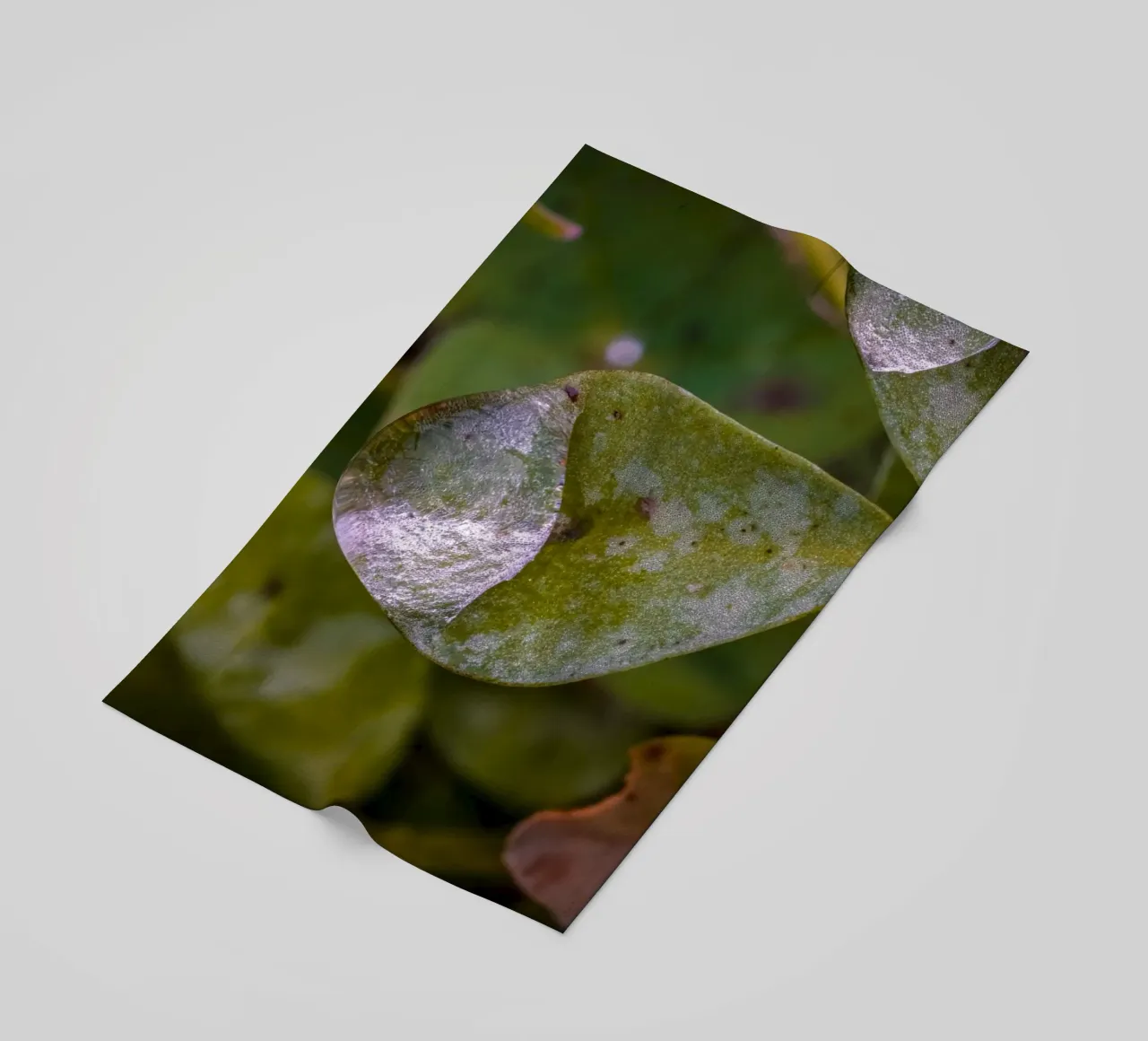 Wassertropfen auf einem dreiblättrigem Kleeblatt Strandtuch von Marcus Beckert | Fotografie