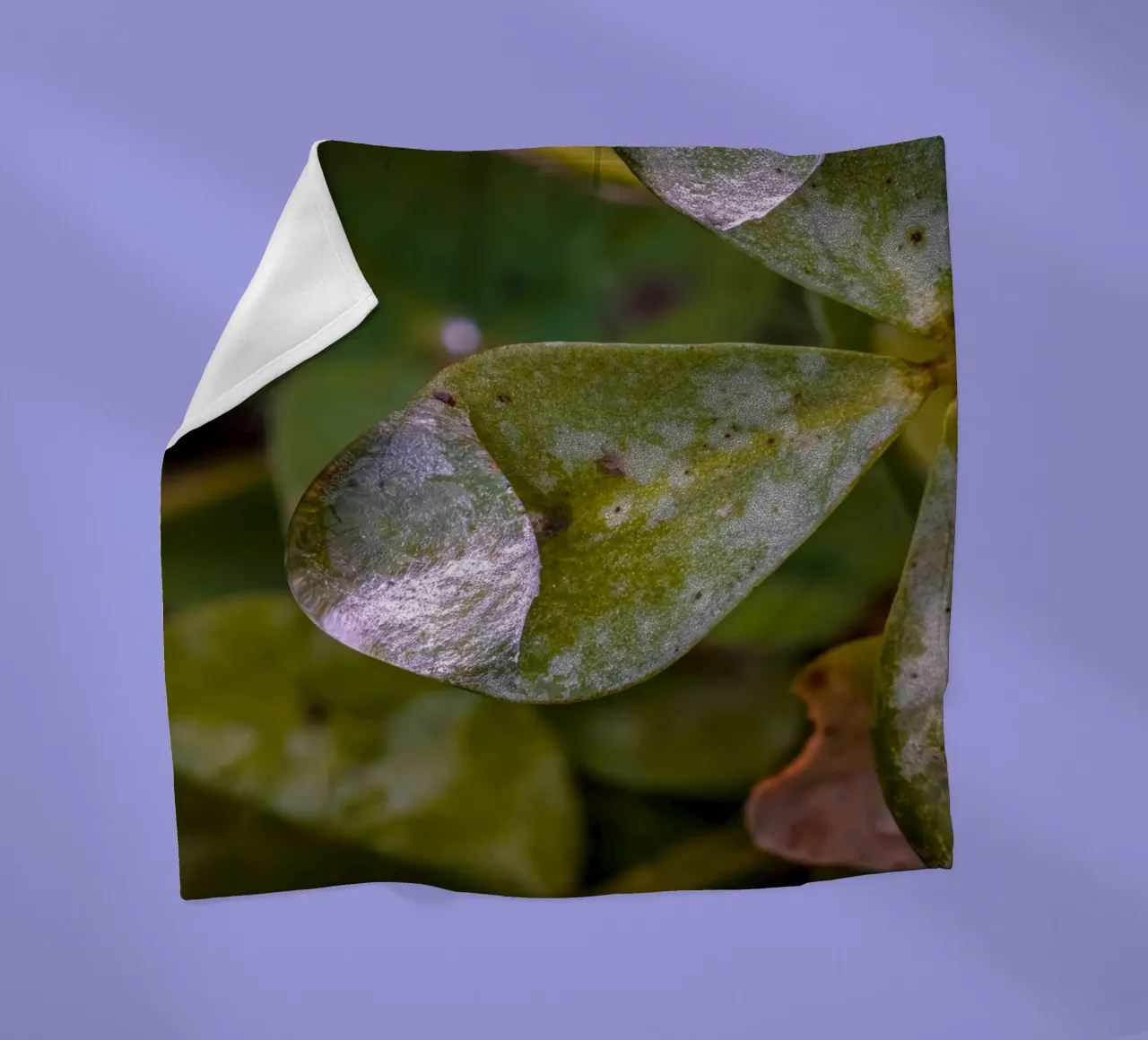 Wassertropfen auf einem dreiblättrigem Kleeblatt Fleecedecke von Marcus Beckert | Fotografie