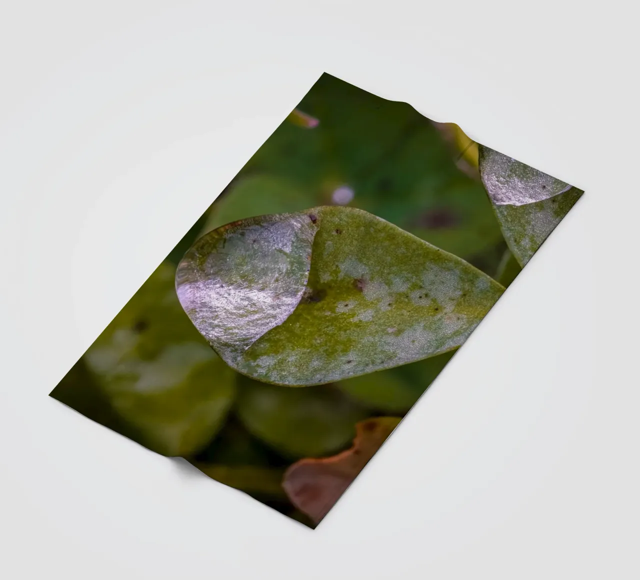 Wassertropfen auf einem dreiblättrigem Kleeblatt Fleecedecke von Marcus Beckert | Fotografie