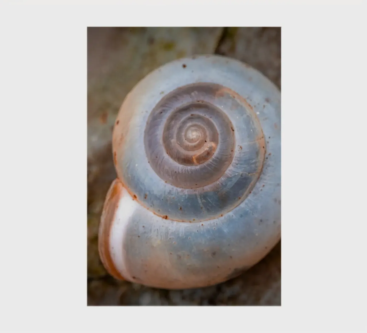Snail shell of the Carthusian snail notebook by Marcus Beckert | Fotografie