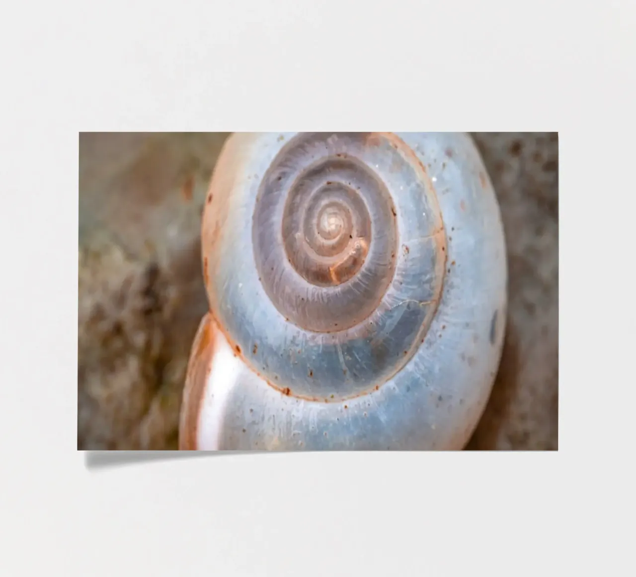 Snail shell of the Carthusian snail sticker sheet by Marcus Beckert | Fotografie