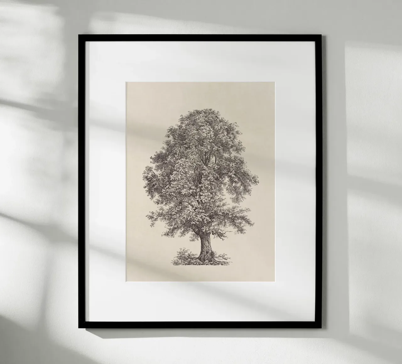 Tree Sketch - Linden carta hahnemühle da apoloprints