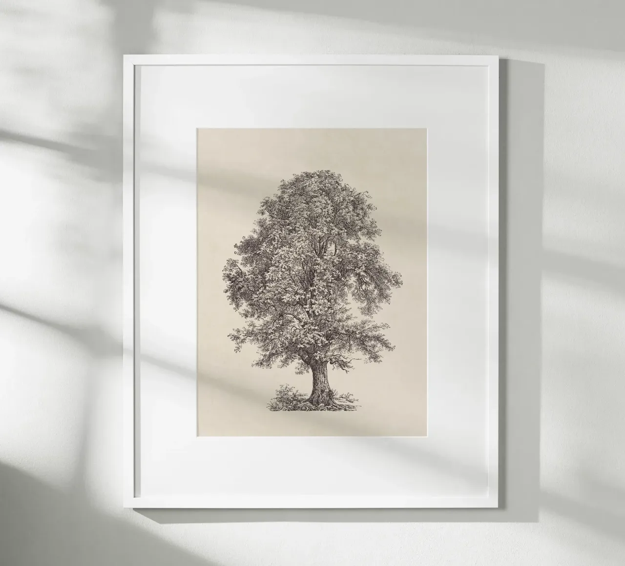 Tree Sketch - Linden carta hahnemühle da apoloprints