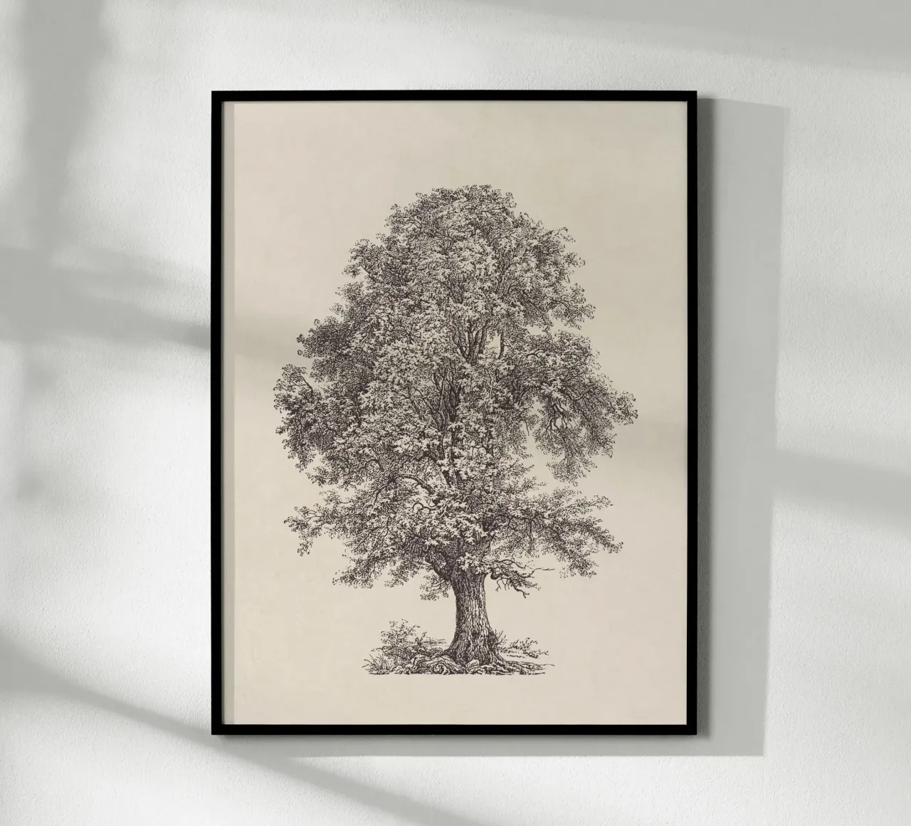 Tree Sketch - Linden carta hahnemühle da apoloprints