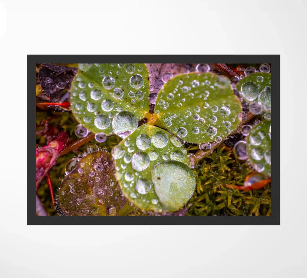 Gocce d'acqua su un trifoglio zerbino da Marcus Beckert | Fotografie