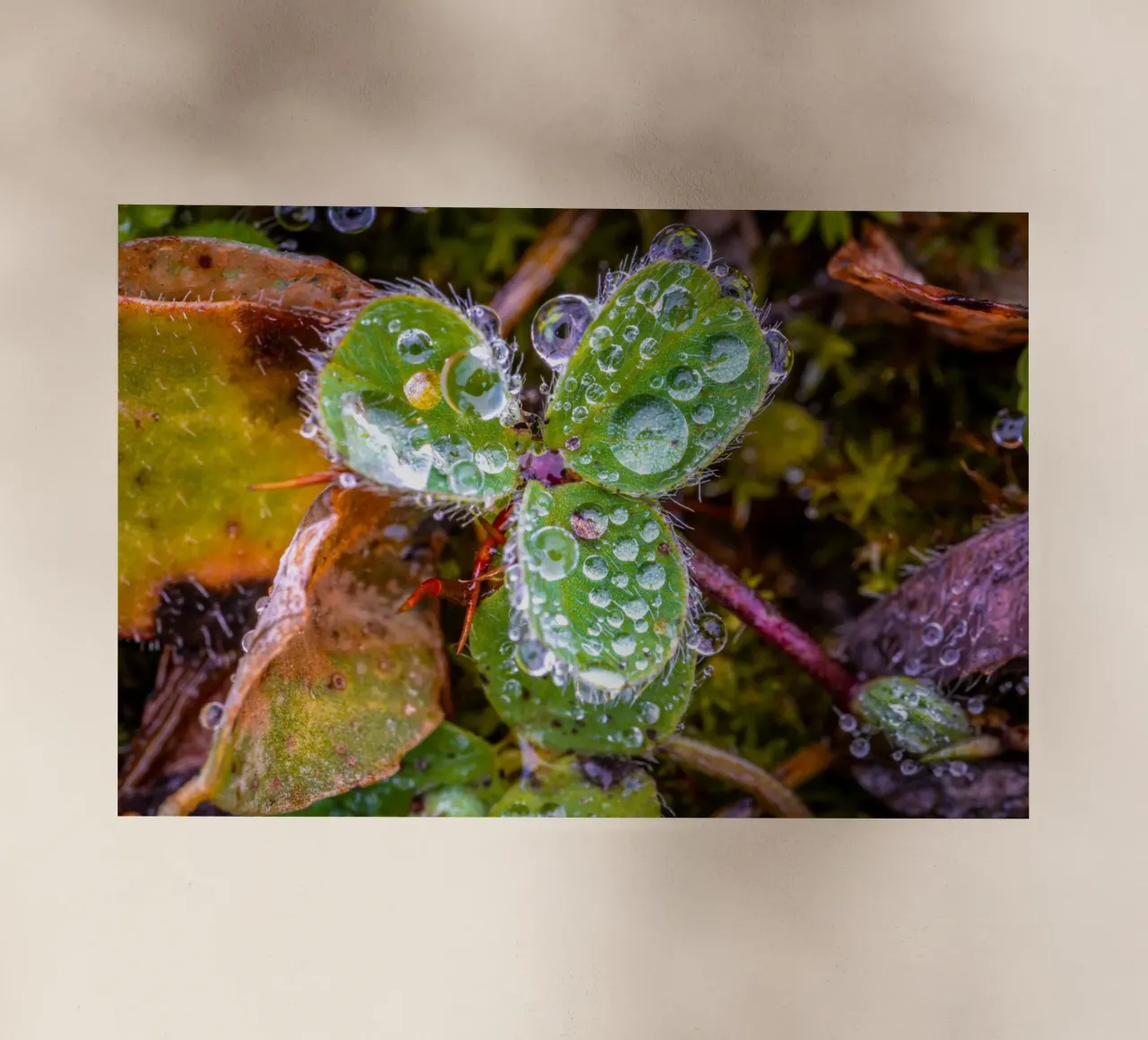 Trifoglio con molte gocce d'acqua pellicola backlit da Marcus Beckert | Fotografie