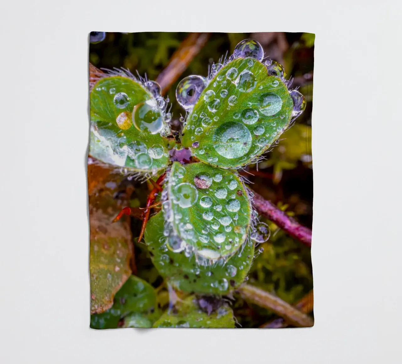 Dreiblättriges Kleeblatt mit vielen Wassertropfen Fleecedecke von Marcus Beckert | Fotografie