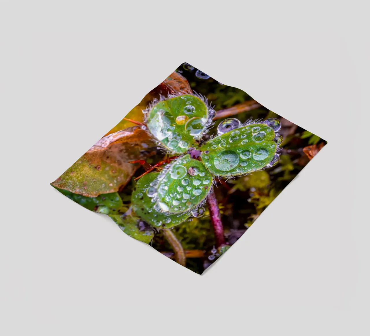 Dreiblättriges Kleeblatt mit vielen Wassertropfen Fleecedecke von Marcus Beckert | Fotografie