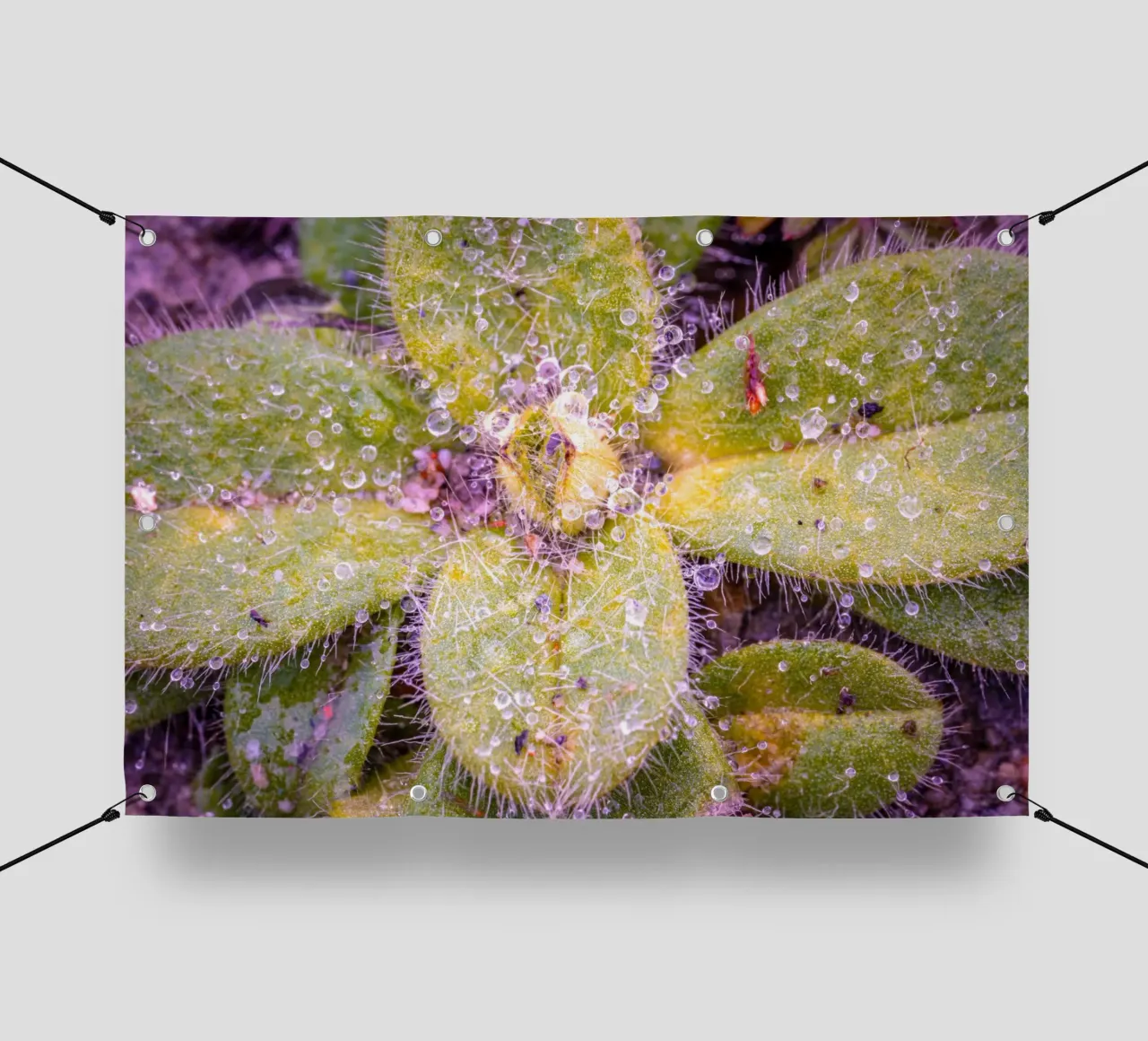 Verbasco a fiore piccolo con tante piccole gocce d'acqua telo in pvc da Marcus Beckert | Fotografie