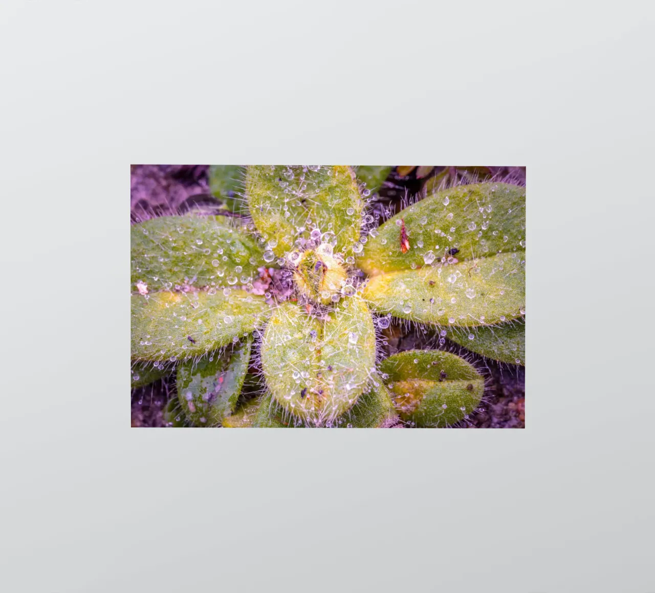 Small-flowered mullein with many small drops of water sticker by Marcus Beckert | Fotografie