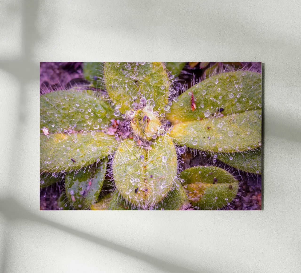 Verbasco a fiore piccolo con tante piccole gocce d'acqua alluminio dibond da Marcus Beckert | Fotografie