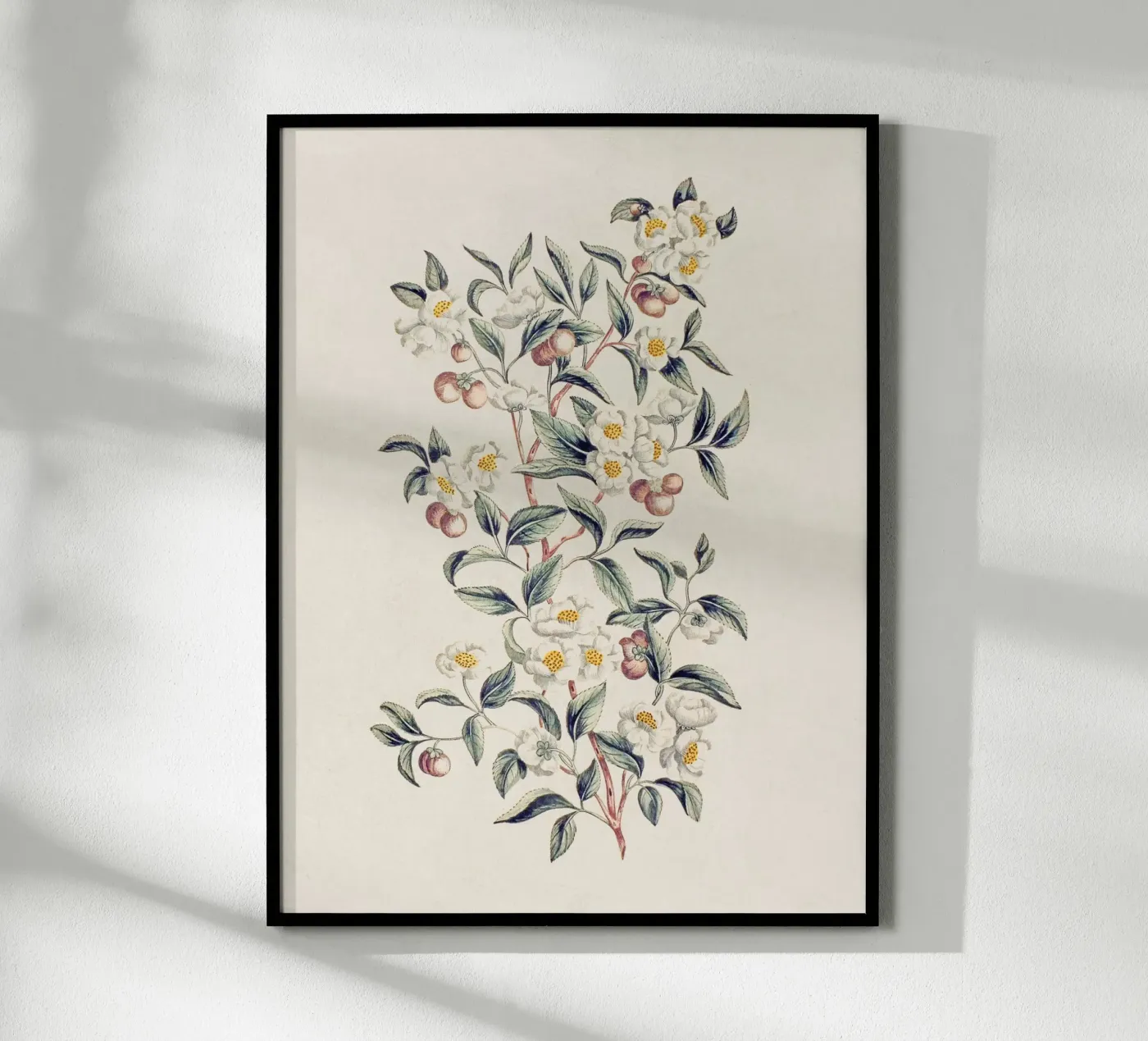 Pianta del tè poster da Apolo Prints