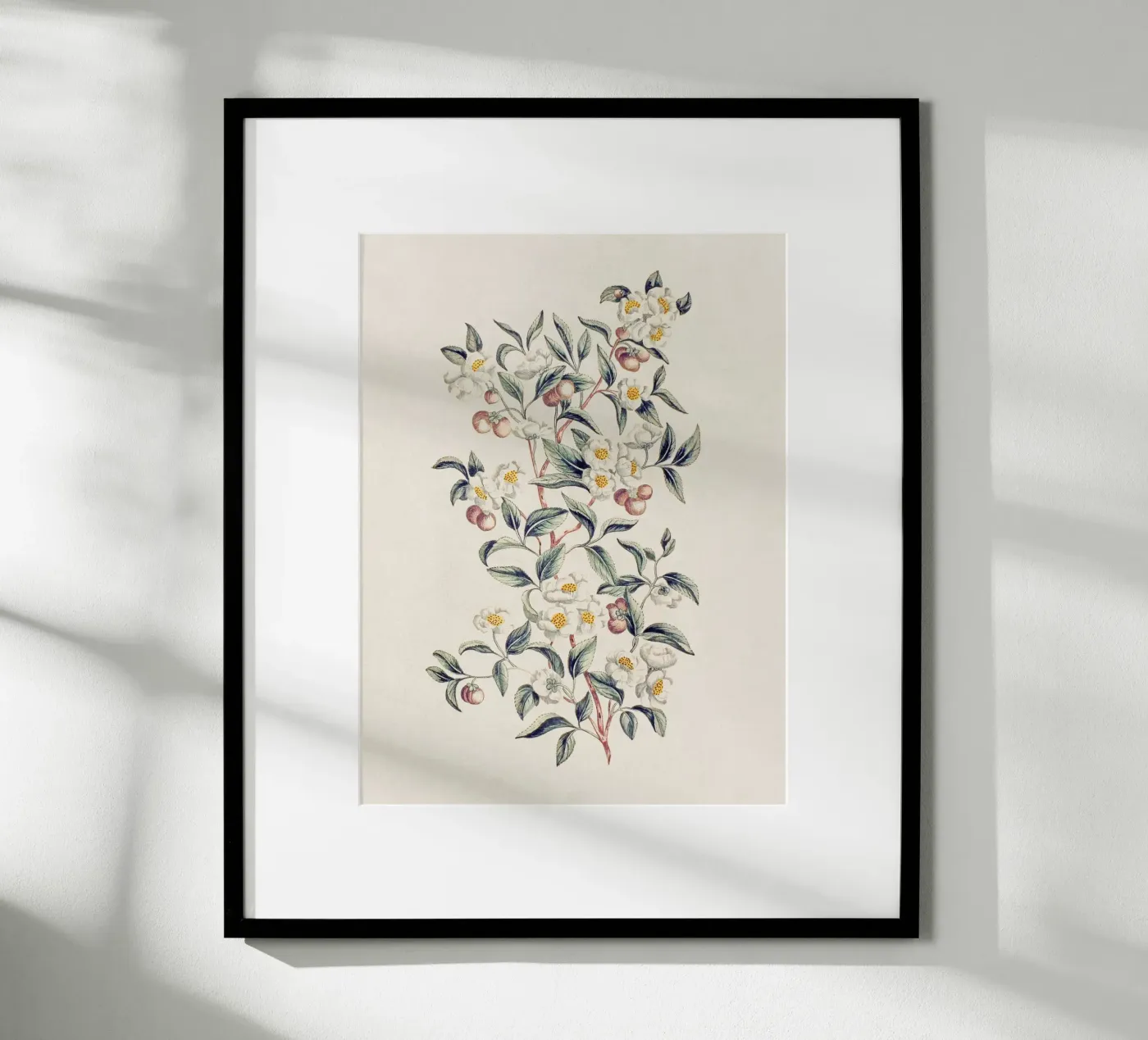 Pianta del tè poster da Apolo Prints