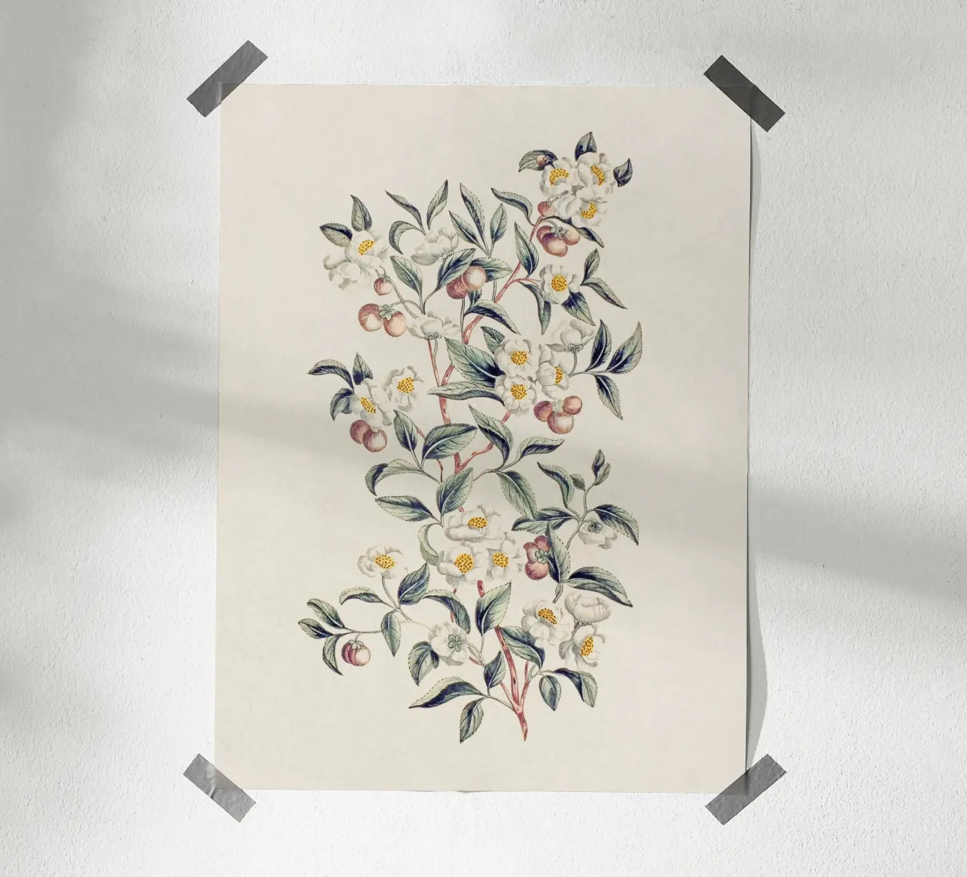 Pianta del tè poster da Apolo Prints