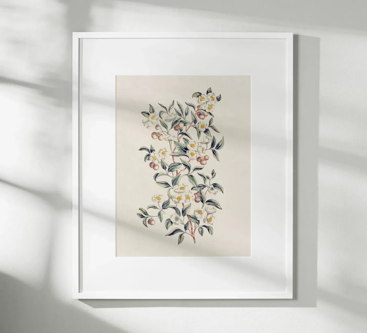 Pianta del tè poster da Apolo Prints