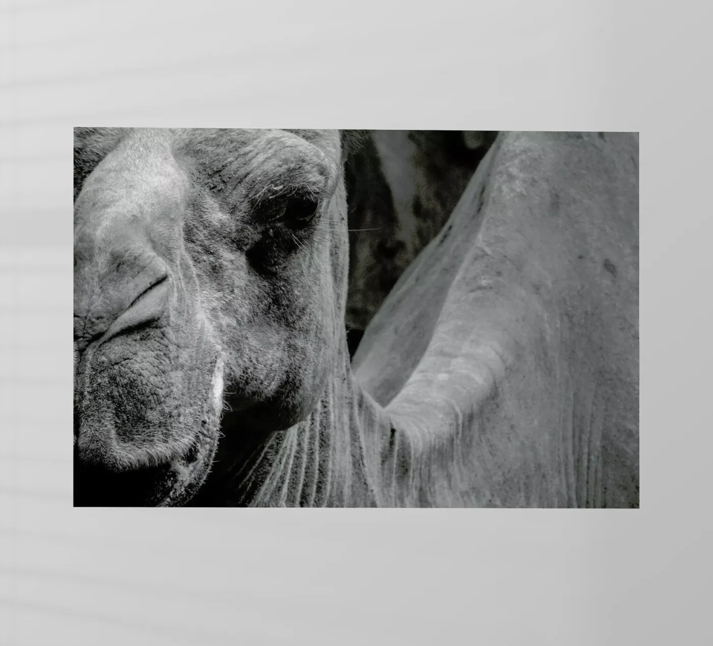 Camel pellicola backlit da Victoria Frost