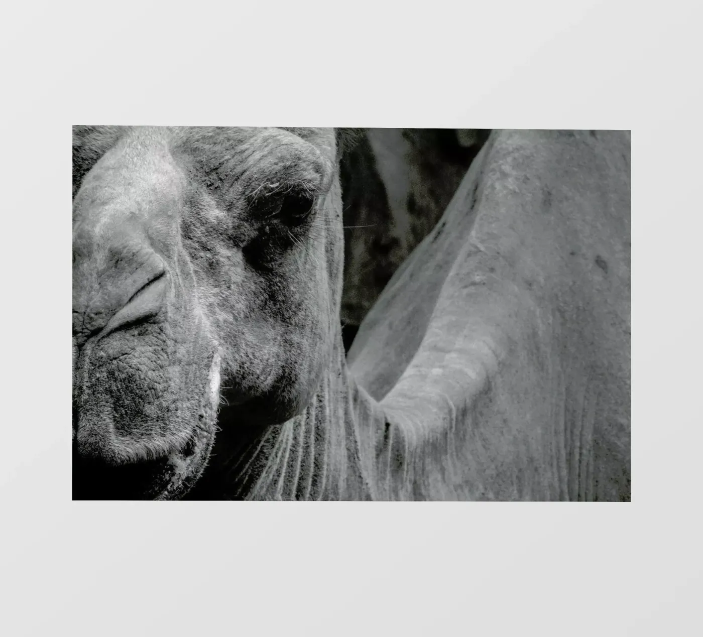 Camel pellicola backlit da Victoria Frost