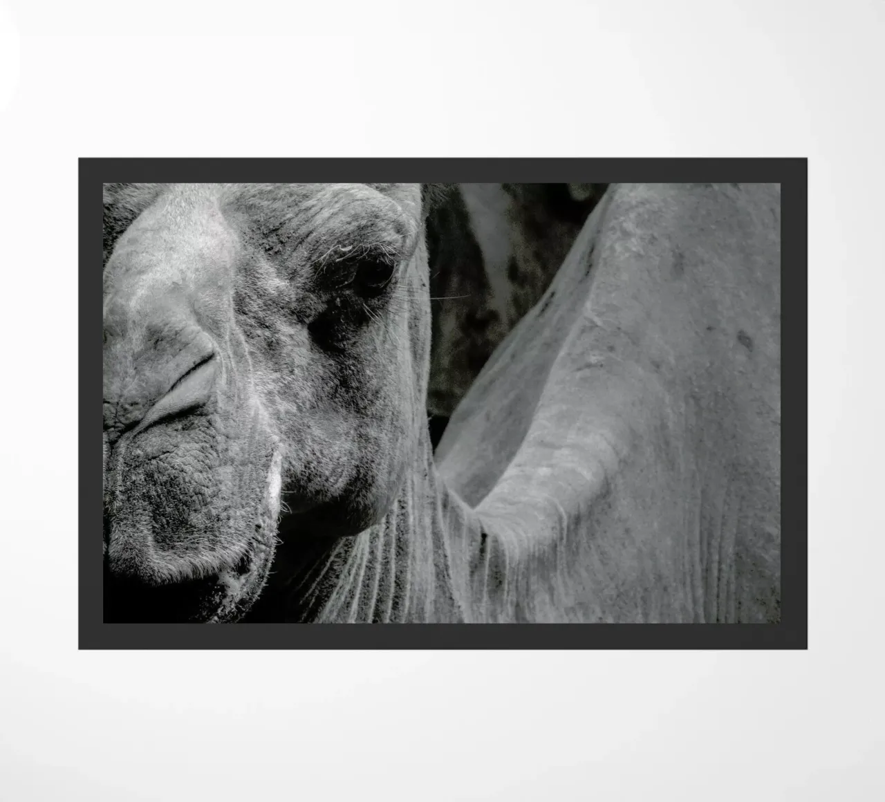 Camel zerbino da Victoria Frost