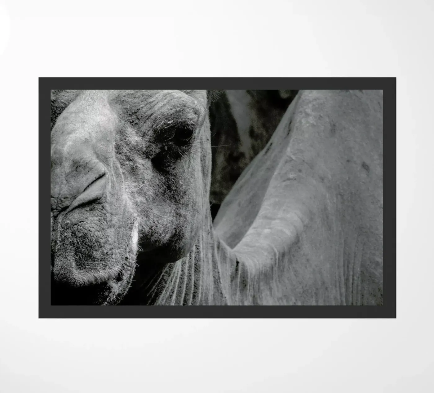 Camel doormat by Victoria Frost