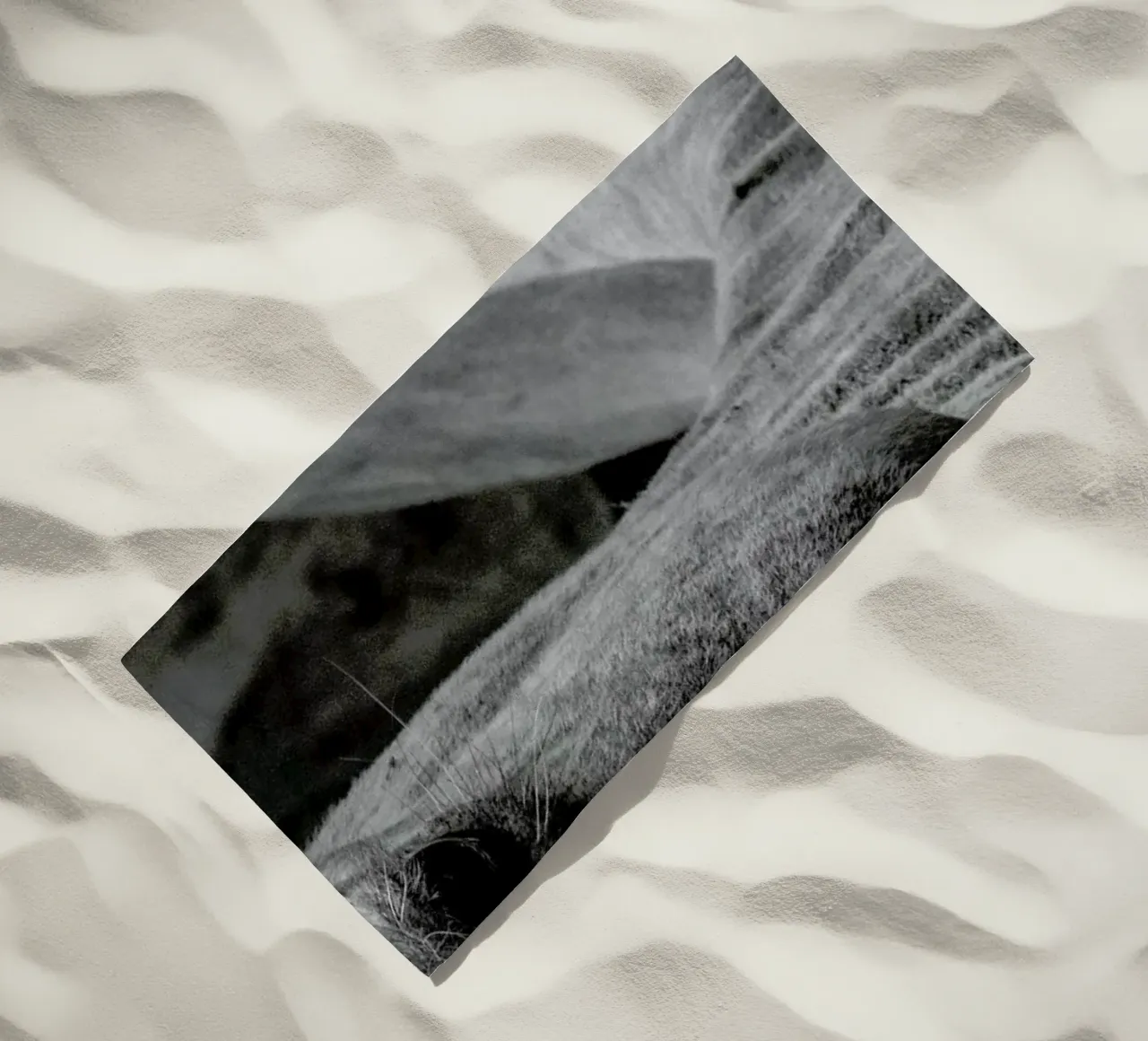 Camel telo mare da Victoria Frost