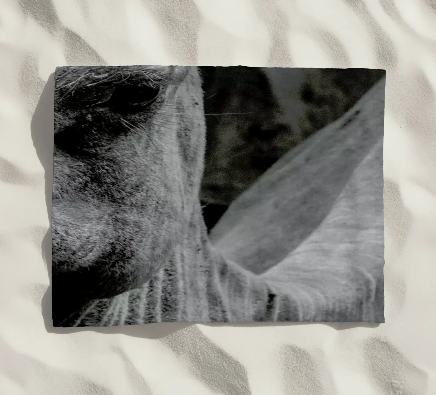 Camel telo mare da Victoria Frost