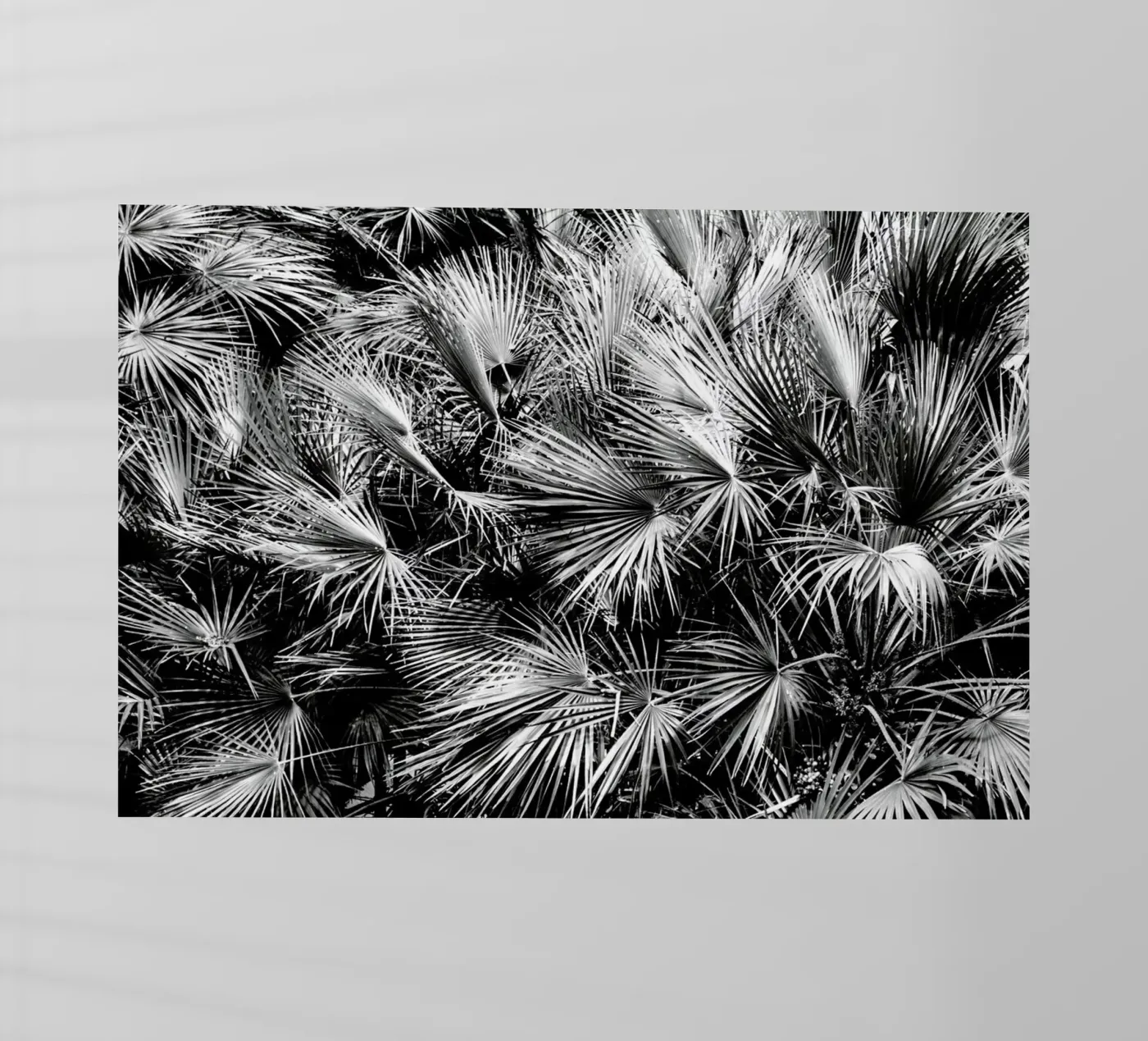 Palm Trees pellicola backlit da Victoria Frost