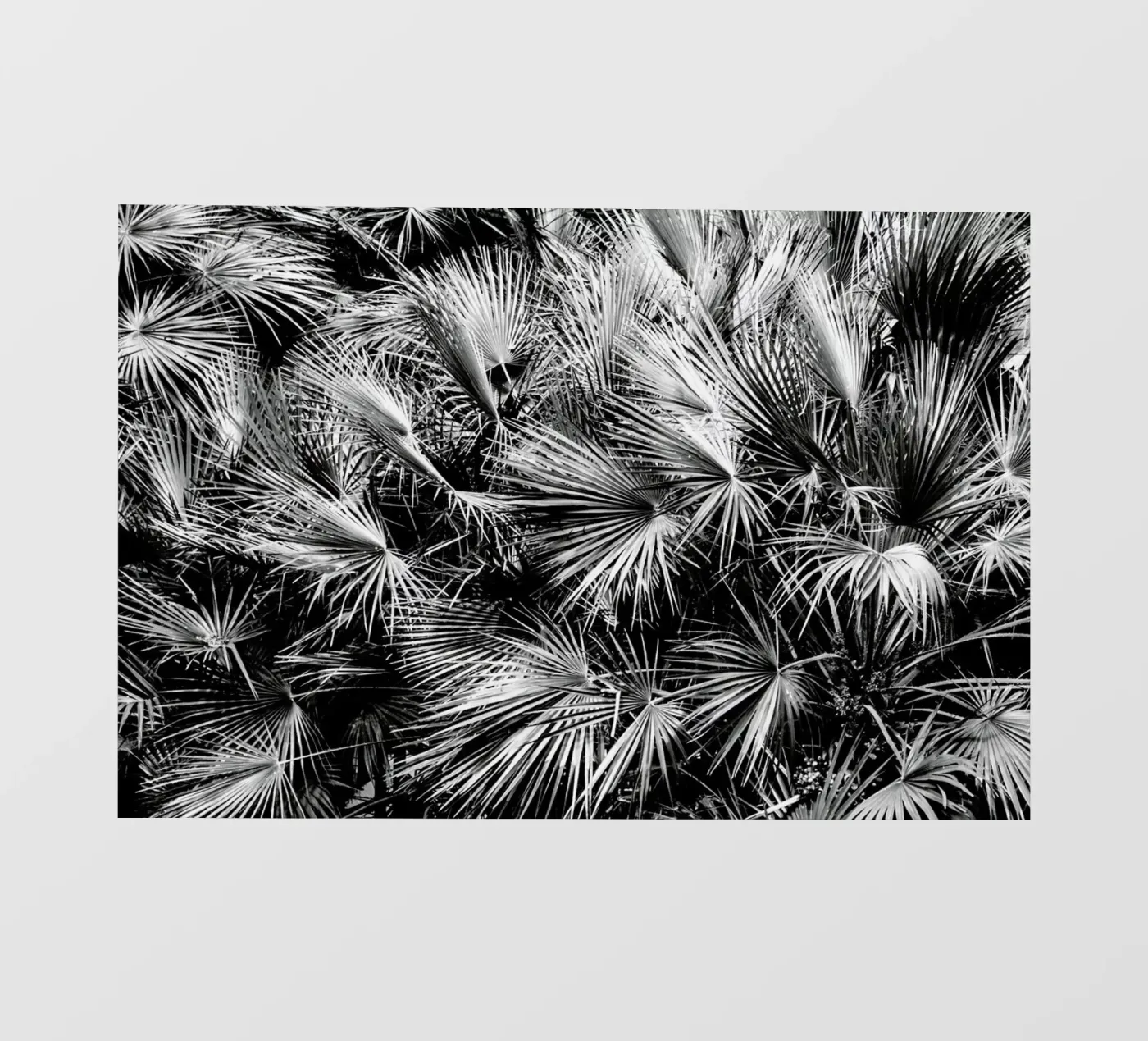 Palm Trees pellicola backlit da Victoria Frost
