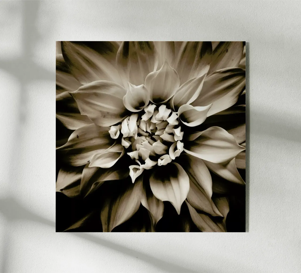 Flower III plexiglass da Victoria Frost