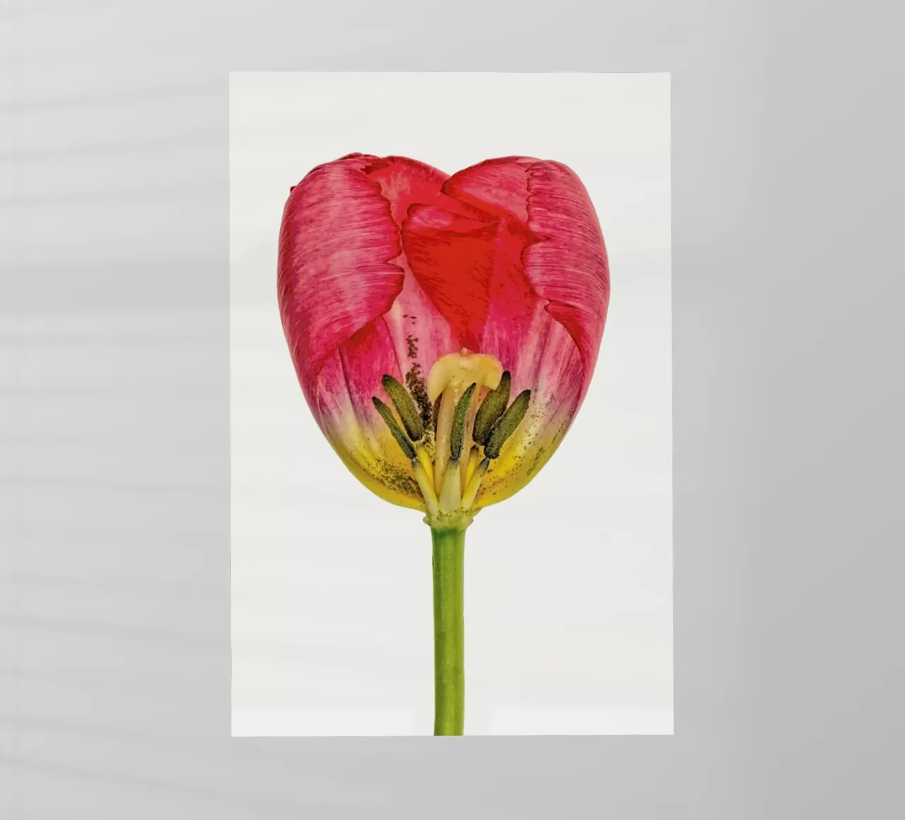 Heart IX pellicola backlit da Curious Collections by Marielle Leenders