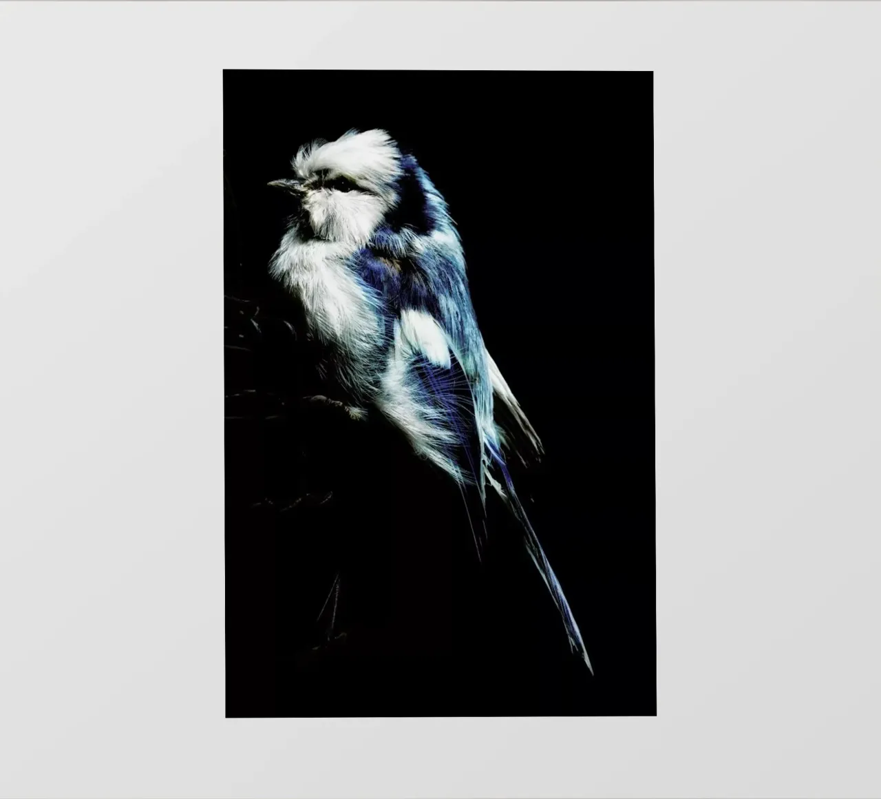 Birds Everywhere 1 pellicola backlit da Günther Egger