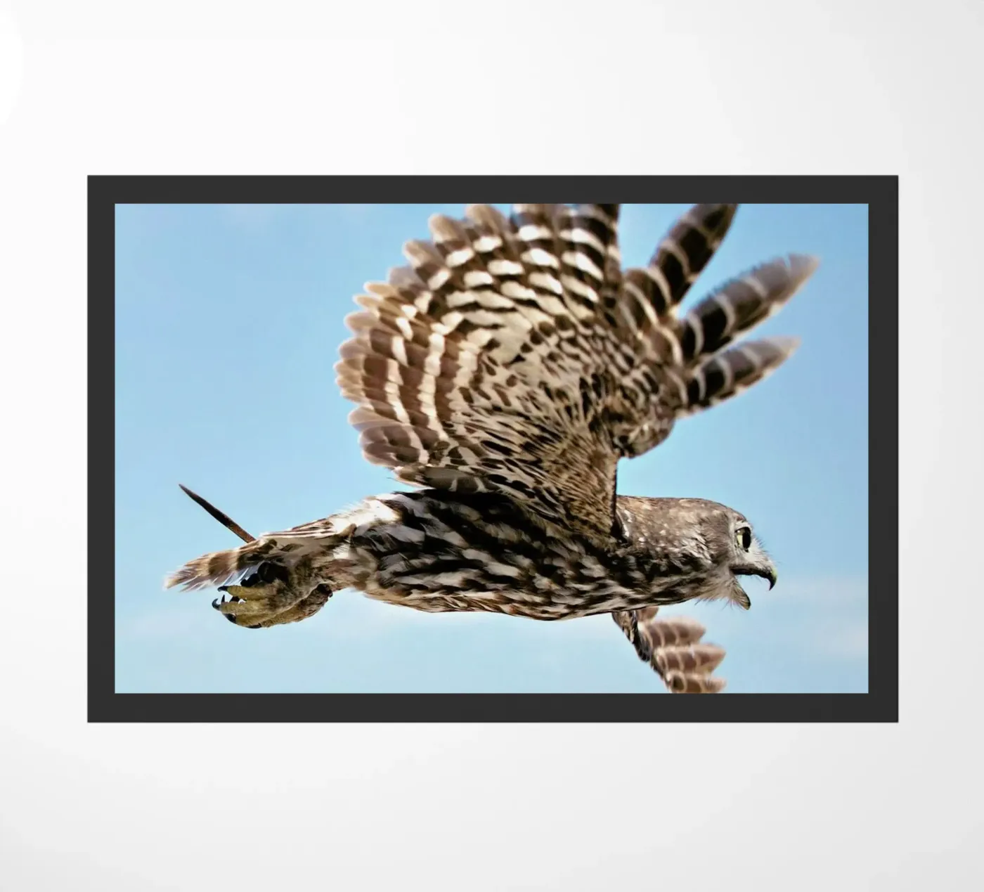 Owl zerbino da Charlotte Curd