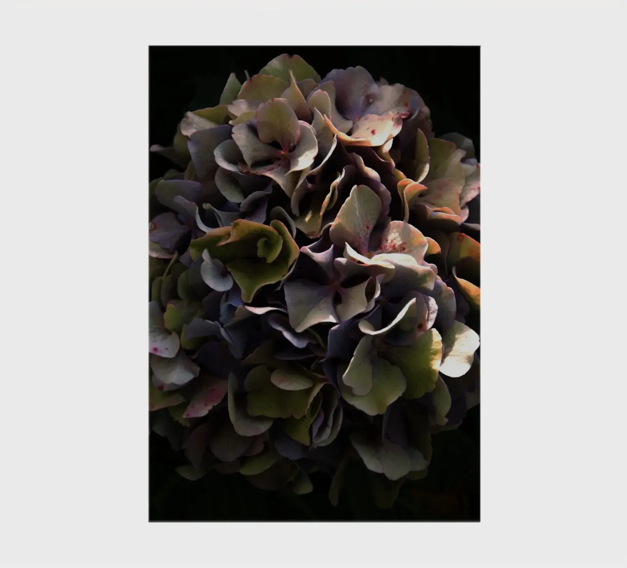 Flower hydrangea II notebook by Teresa André