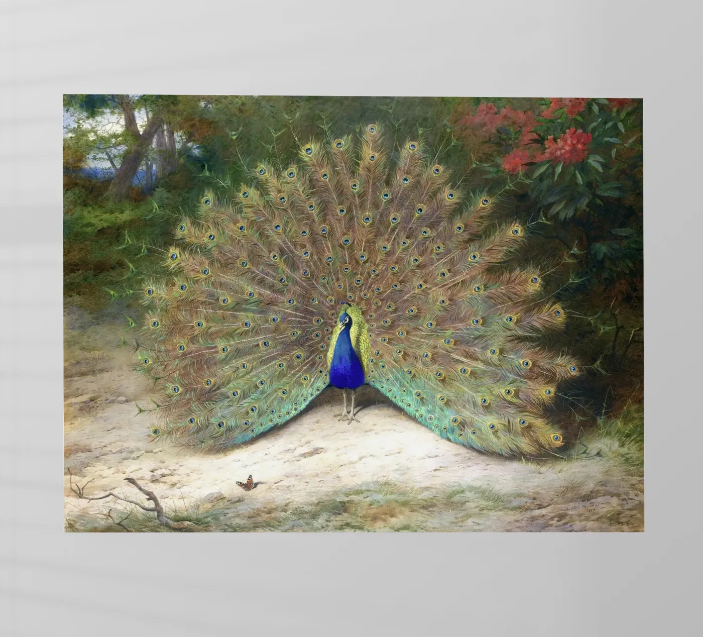 Peacock pellicola backlit da Apolo Prints
