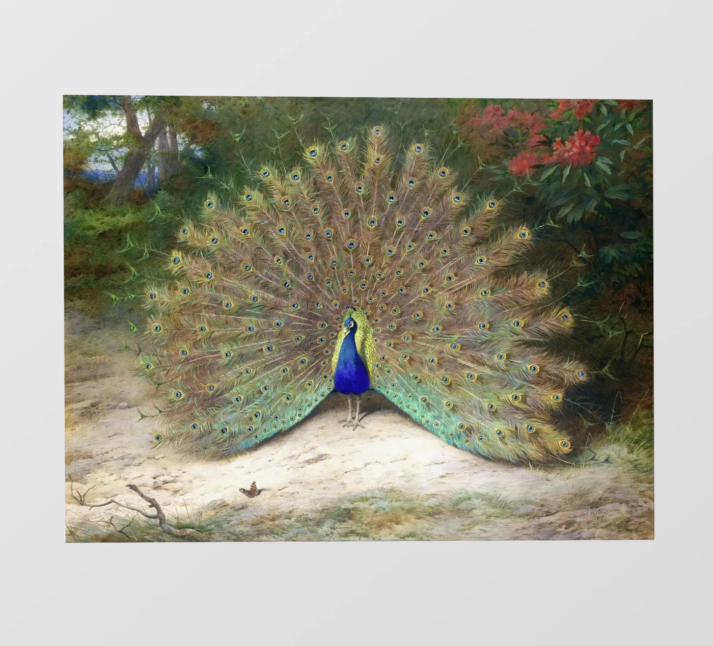 Peacock pellicola backlit da Apolo Prints