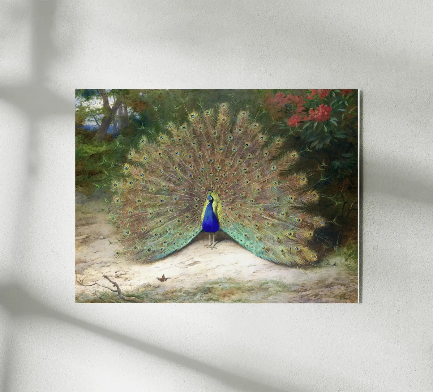 Peacock plexiglass da Apolo Prints