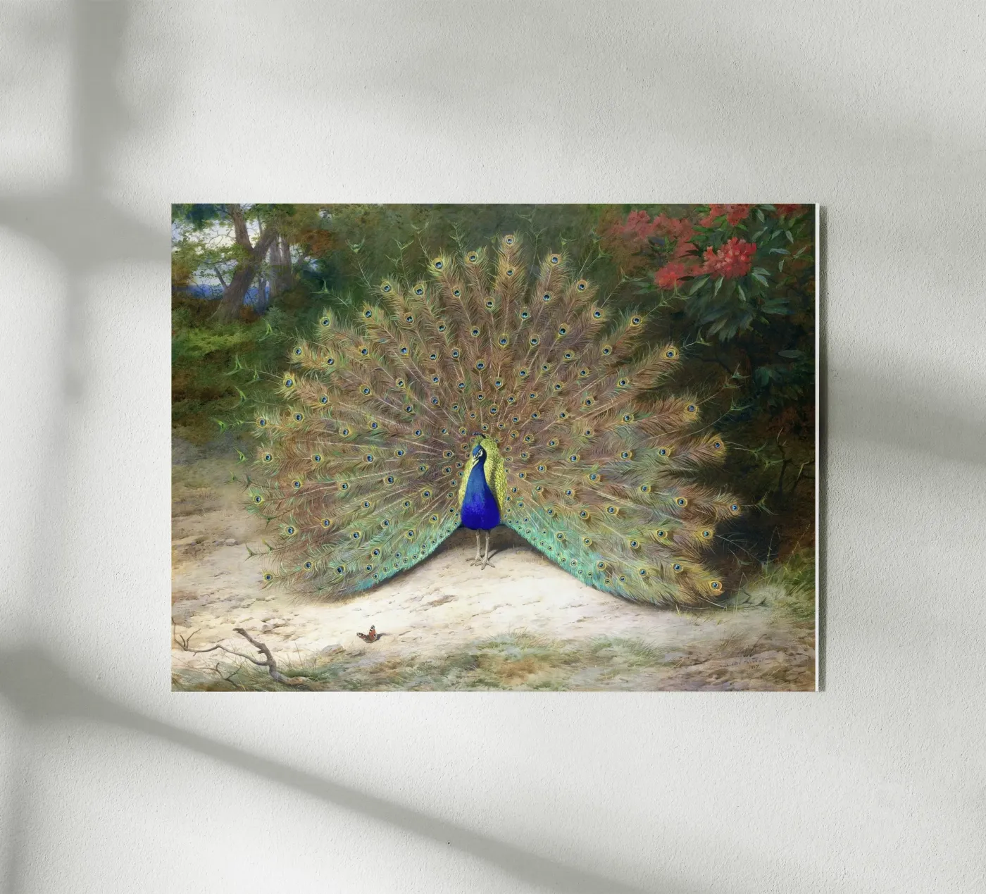 Peacock plexiglas de Apolo Prints