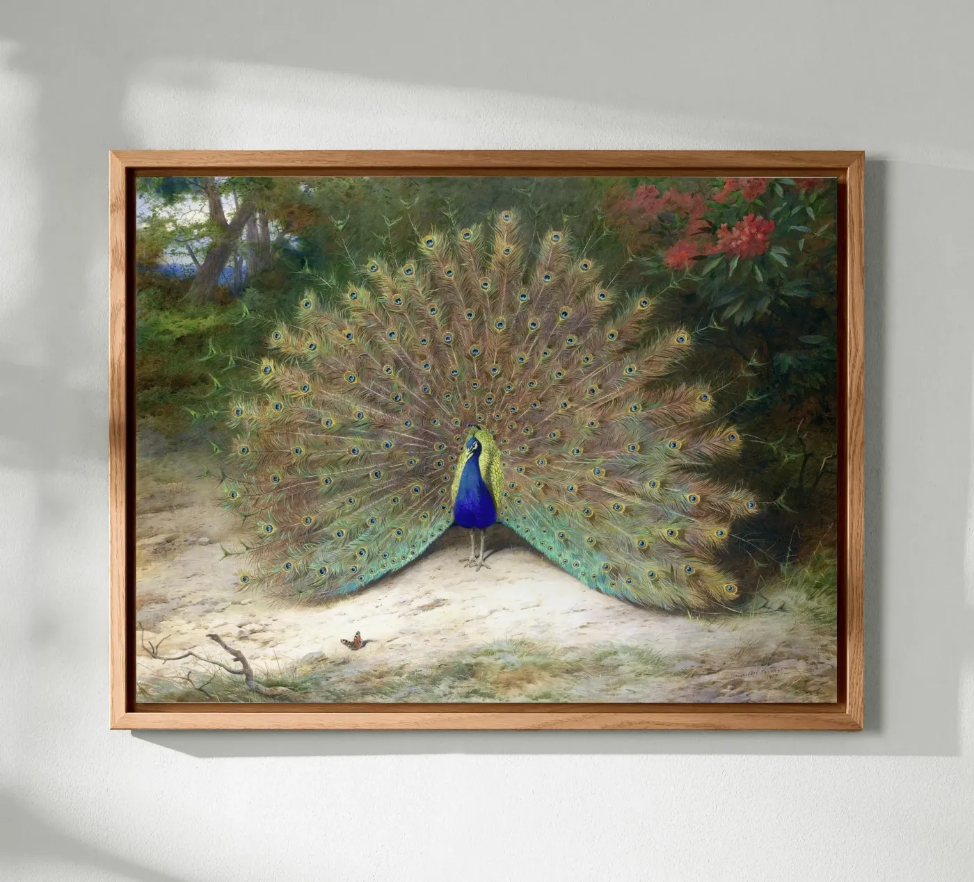 Peacock pannello forex da Apolo Prints