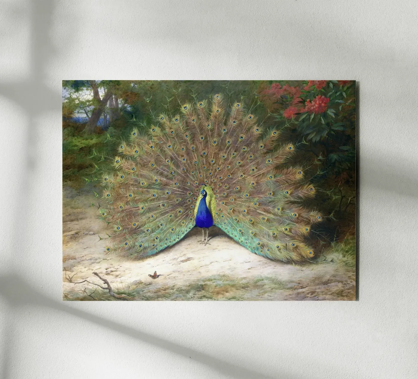 Peacock pannello forex da Apolo Prints
