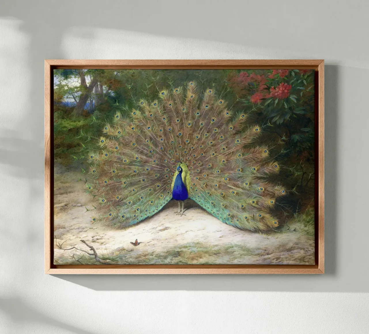 Peacock lienzo de apoloprints