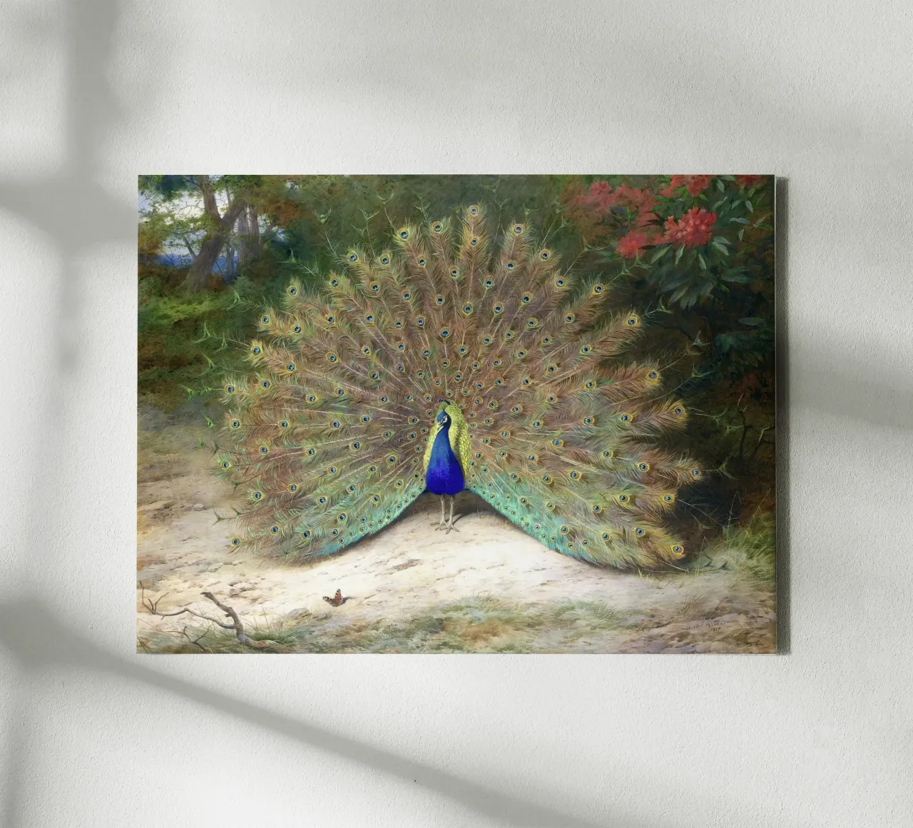 Peacock lienzo de apoloprints