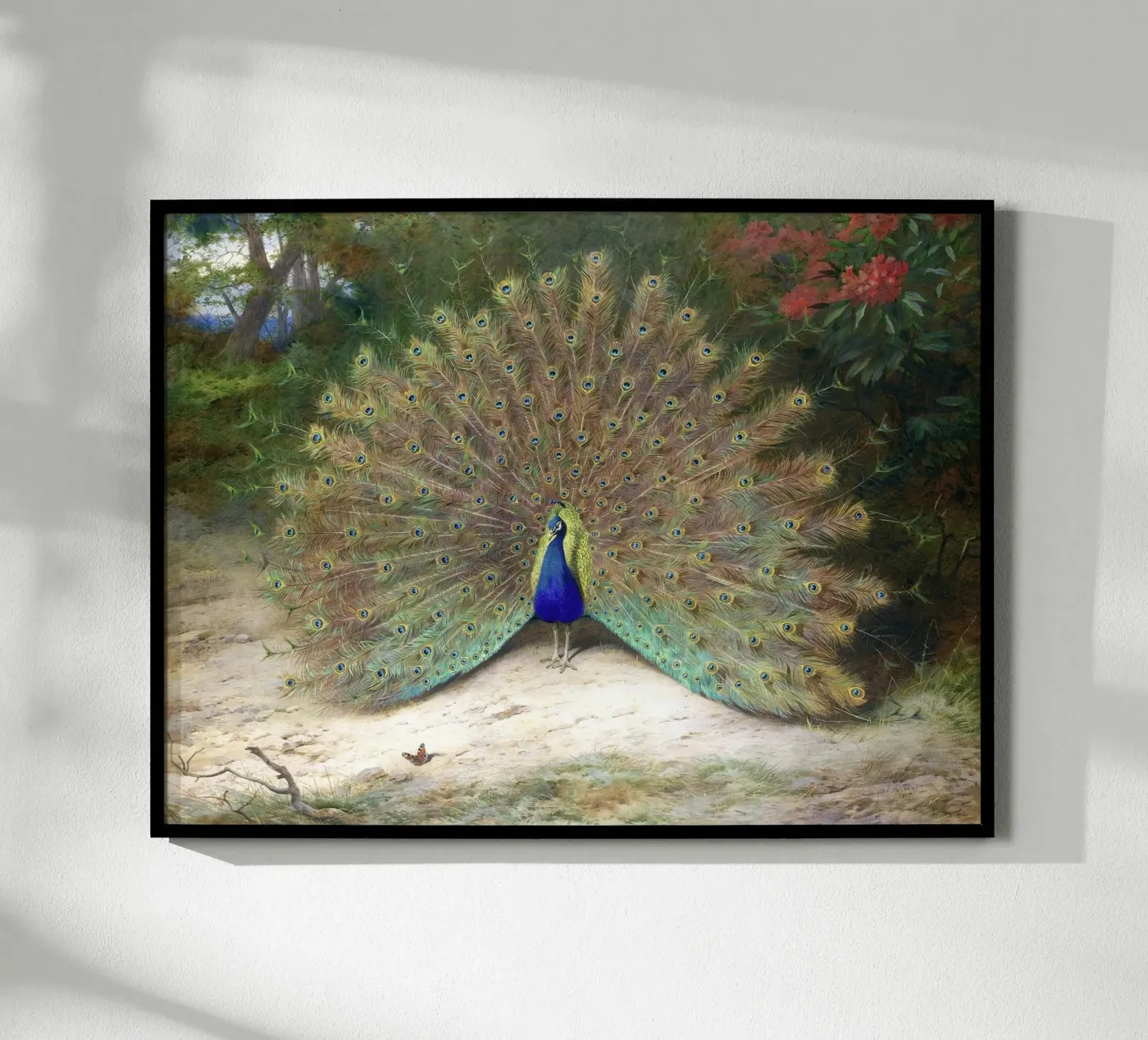 Peacock poster by Apolo Prints