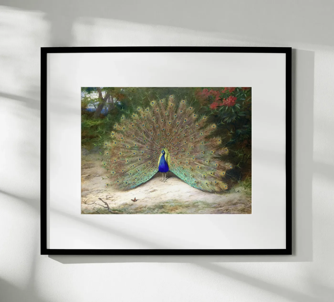 Peacock poster by Apolo Prints